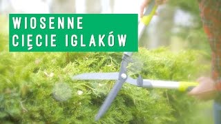 Wiosenne cięcie iglaków  Niech żyje ogród [upl. by Mattox235]