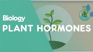 Plant Hormones Tropisms  Plants  Biology  FuseSchool [upl. by Assiram]