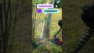 The Most DANGEROUS Tree Cutting Skills [upl. by Jean]