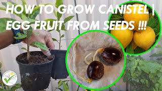 How to grow Canistel  Yellow Sapote  Egg Fruit from seeds [upl. by Berg248]