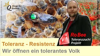 Keine Milben  Blick in die Beute wir öffnen ein Varroa Tolerantes unbehandeltes Bienenvolk [upl. by Boggers]