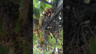 My grapes harvest harvesting pinoyabroad backyardgardening grape grapevine MalouBisquera [upl. by Ahsenod542]