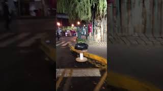 Un árbol ahuehuete en la ciudad de México [upl. by Filmer575]