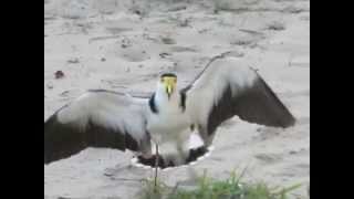 Masked Lapwing Spurwinged Plover defending nest [upl. by Aleil]