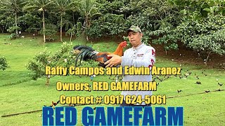 Lets Visit The Farm Of Red Gamefarm [upl. by Janeva]