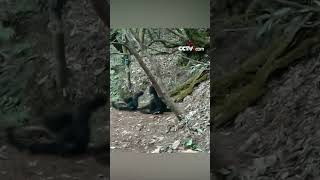 Rare footage of endangered western black crested gibbons in Yunnan [upl. by Narton]