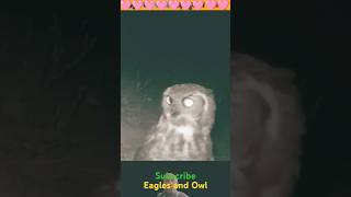 Eagle and owl eagle eagles owl owls animals [upl. by Hailey335]