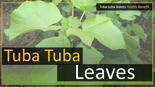 Tuba tuba leaves health benefits [upl. by Aivataj]