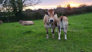 Parthenaise cow and calf moyvoughleyparthenaise [upl. by Airakaz845]