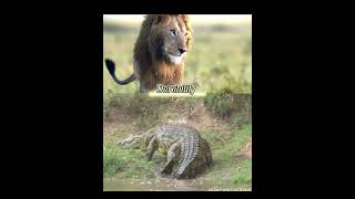 African Lion vs Nile Crocodile 1v1 animals lion crocodile mammals fyp [upl. by Obaza]