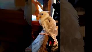 Cute baby cockatiel chick feeding time viral shorts cockatiel budgie lovebirds [upl. by Issie]