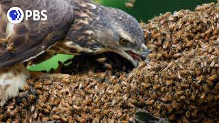 Honey Buzzards Feast on Deadly Hornets [upl. by Alekat491]