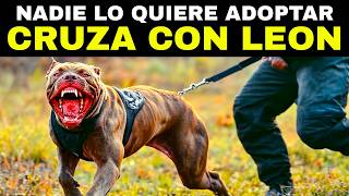 ¡INCREIBLE Este Perro es 100 Veces Más PELIGROSO que un Lobo [upl. by Bisset337]