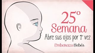 SEMANA 25 de Embarazo  6º Mes  Semana a semana [upl. by Holms]