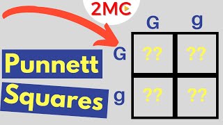 Punnett Square Basics  Mendelian Genetic Crosses [upl. by Morly]