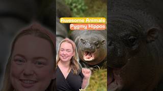 Awesome Animals Pygmy Hippos [upl. by Yllah162]