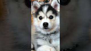 Pomsky Puppies Cutest Dogs In The World shorts [upl. by Rosy]