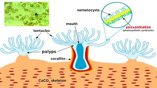 Phylum Cnidaria Part 6 Coral Reefs [upl. by Gilson]