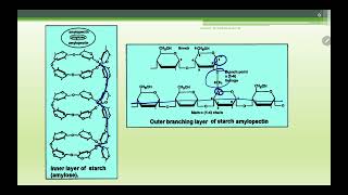 Biochemistry 3 Polysaccharides [upl. by Lemaj755]