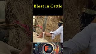 Bloat in Cattle funfacts facts knowledge [upl. by Negaet666]