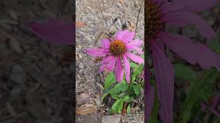 Echinacea coneflower nature [upl. by Mcdowell]