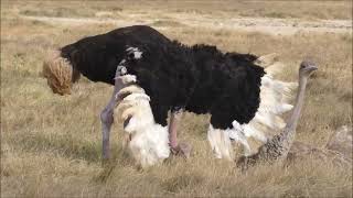 Ostrich Mating Game  Amboseli National Park Kenya Africa [upl. by Ulda]