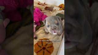 Watch This Tiny Pitbull Puppy Steal Hearts in Seconds puppy dogbreed doggos shorts [upl. by Eitsirc372]