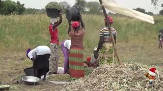 Culture de l’arachide ou cacahuète [upl. by Lorenza]