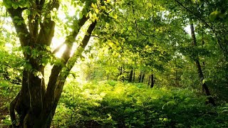 Chant doiseaux merveilleux et forêt de printemps calme zen nature relaxante paisible [upl. by Allesiram]