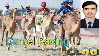 Camel Racing camelracing camel camellife cameldance animals funny cow all love lover [upl. by Kalie717]