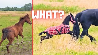 What A red horse Rising Star⭐ finds that very scary  Friesian Horses [upl. by Reggi]