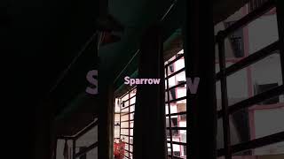 birds housesparrow voice sound natural beautiful cute morning youtuebshorts [upl. by Novia534]