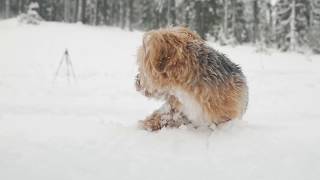 Yorkie Poo Puppy’s First Time in Snow [upl. by Ekul]