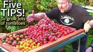 5 TIPS How to Grow a TON of TOMATOES in One Long Raised Garden Bed Trellis [upl. by Oiredised]