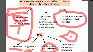 Généralités sur le cytosquelette [upl. by Ventura]