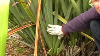 How to harvest amp clean your Harakeke NZFlax Phormium Tenax Bush [upl. by Kcirtemed310]