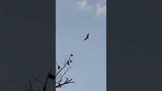 Red tail Hawk 🦅shorts nature countrylife hawks [upl. by Nyladnek]