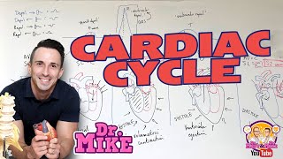 Cardiac Cycle [upl. by Ablem146]