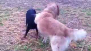 Rottweiler vs golden retriever [upl. by Nessa]