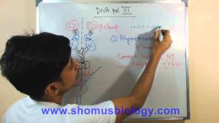 DNA polymerase 3 [upl. by Abernon]