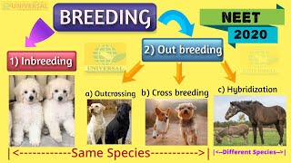 NEET Bio  Inbreeding Out breeding and Cross breeding  CBSE Class 12 Biology Animal breeding [upl. by Snowber]