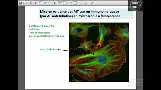 Les microtubules [upl. by Dusen912]