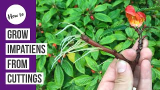 How to propagate amp grow Impatiens from cuttings [upl. by Normy]