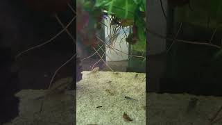 Least killifish aquarium fishtank freshwateraquarium fish fishkeeping aquascape nature [upl. by Bucky]