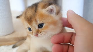 Kitten cries because he is lonely without mother cat [upl. by Conny]