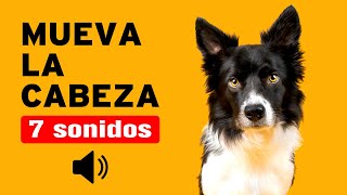 7 SONIDOS para PERROS para que MUEVAN la CABEZA  Garantizado [upl. by Hunsinger]