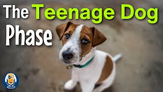 Understanding Your Adolescent Dog Teenage Hormones Emotions and Behavior [upl. by Ahsineb]