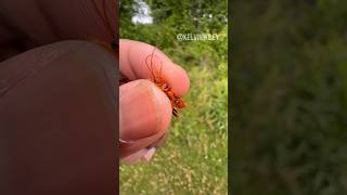 Red Parasitoid Wasp Handling wasoinsectsbugspidertarantulasinvertebratesentomologyfyp [upl. by Meekar416]