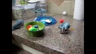 Parrotlets Playing with Toys [upl. by Enylecoj16]