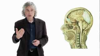 Steven Pinker Linguistics as a Window to Understanding the Brain  Big Think [upl. by Lehar]